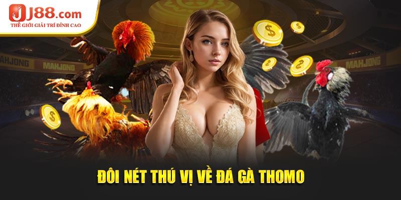 Đôi nét thú vị về đá gà thomo