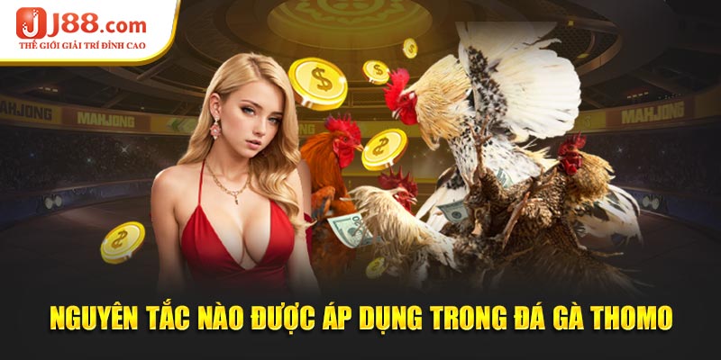 Nguyên tắc nào được áp dụng trong đá gà thomo